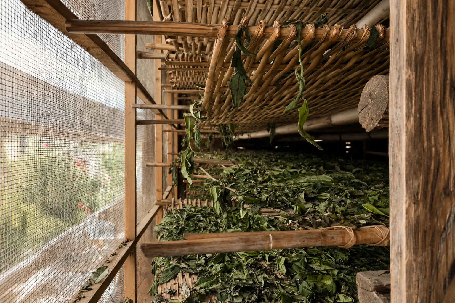 白茶 · 自然萎凋 概念视觉(非纪实图)